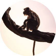 Afbeelding in Gallery-weergave laden, Wandcirkel Monkey
