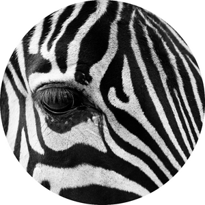 Wandcirkel Zebra